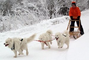 Đi dạo bằng chó kéo xe ở Canada